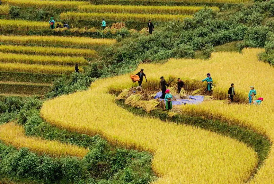 Sapa weather