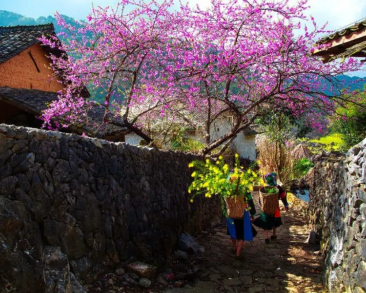 Sapa weather
