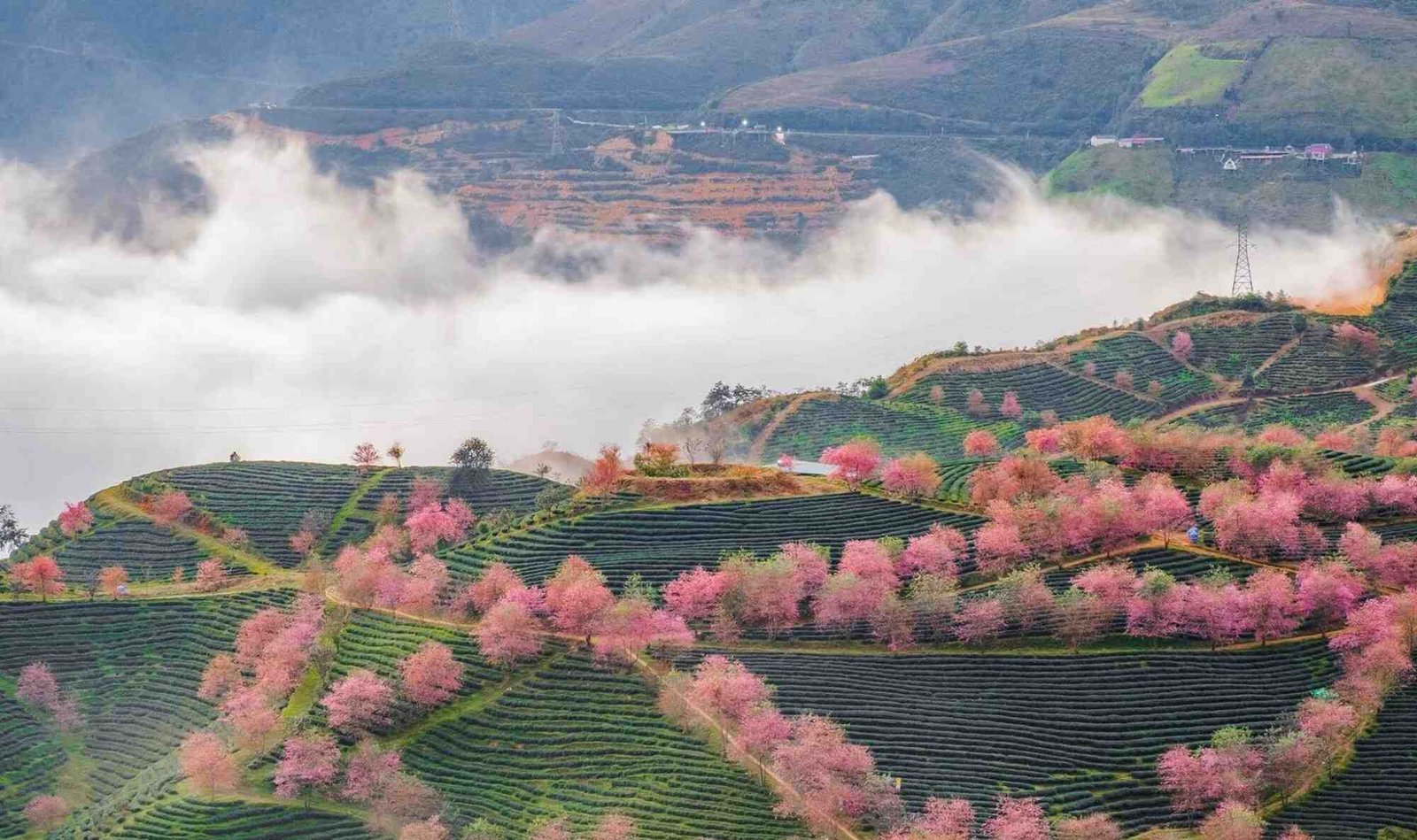 Sapa weather